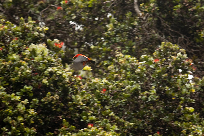 Iiwi, Hakalau Forest Reserve