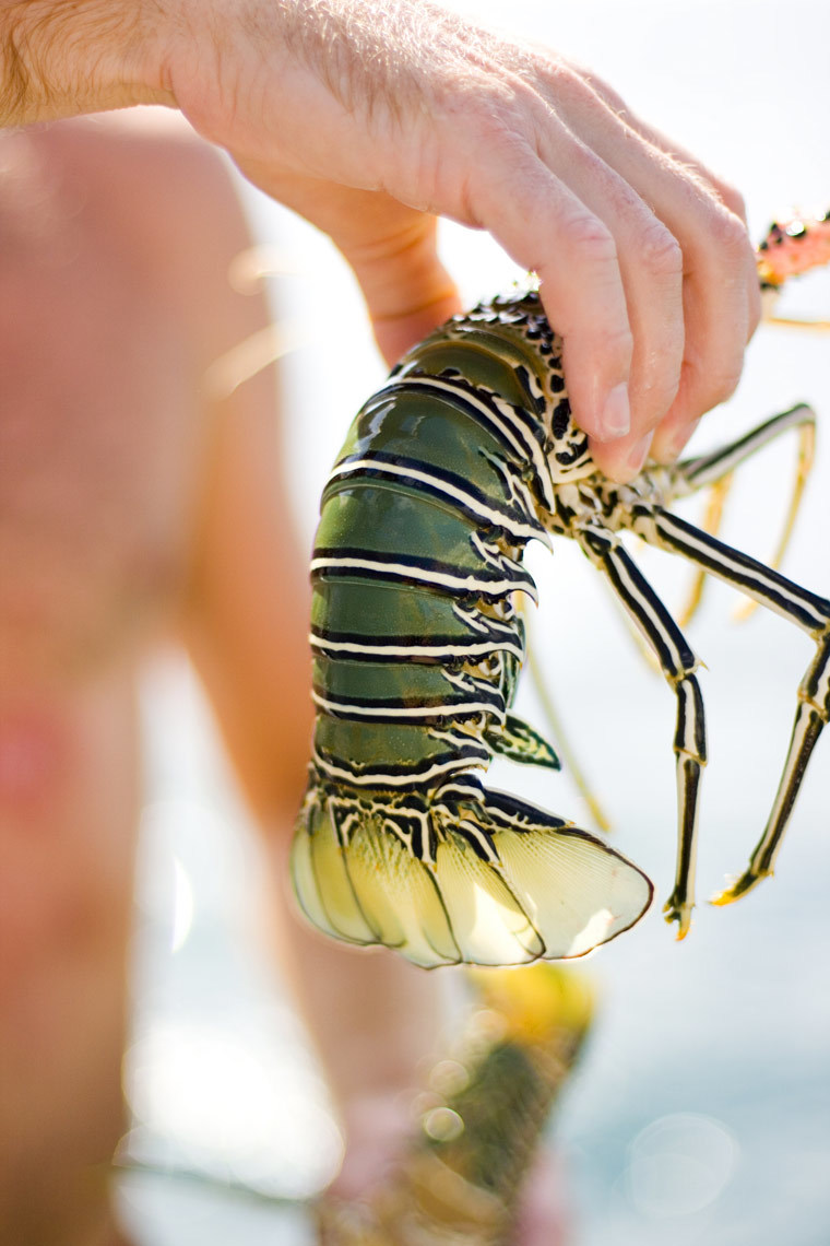 Lobster Tail, Mentawai Islands, Indonesia
